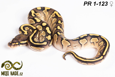 hadi na prodej, mládě, český chov hadů, odchov hadů, mojihadi.cz, Python regius, ballpython, krajta královská,lesser, yellow belly